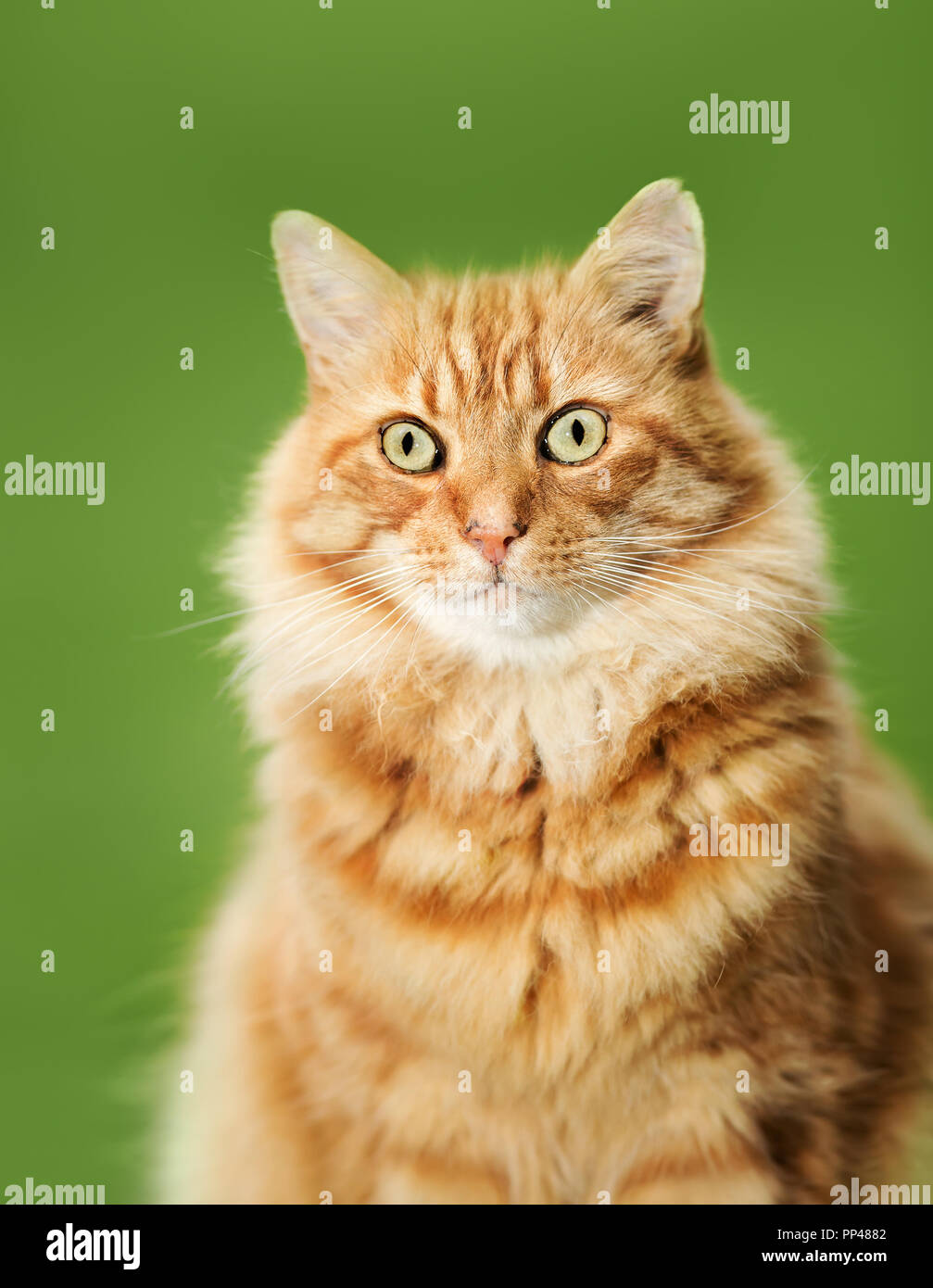Gros plan d'une ginger chat contre un arrière-plan vert. Banque D'Images