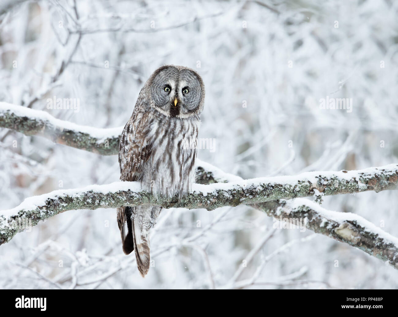 Close up de la Chouette lapone (Strix nebulosa) perché dans un arbre en hiver, en Finlande. Banque D'Images