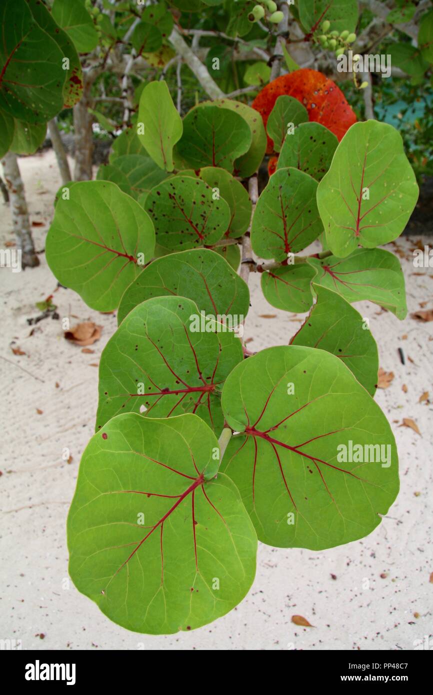 Feuilles nervurées rouges d'un arbre qui pousse sur la plage d'une île des Caraïbes Banque D'Images