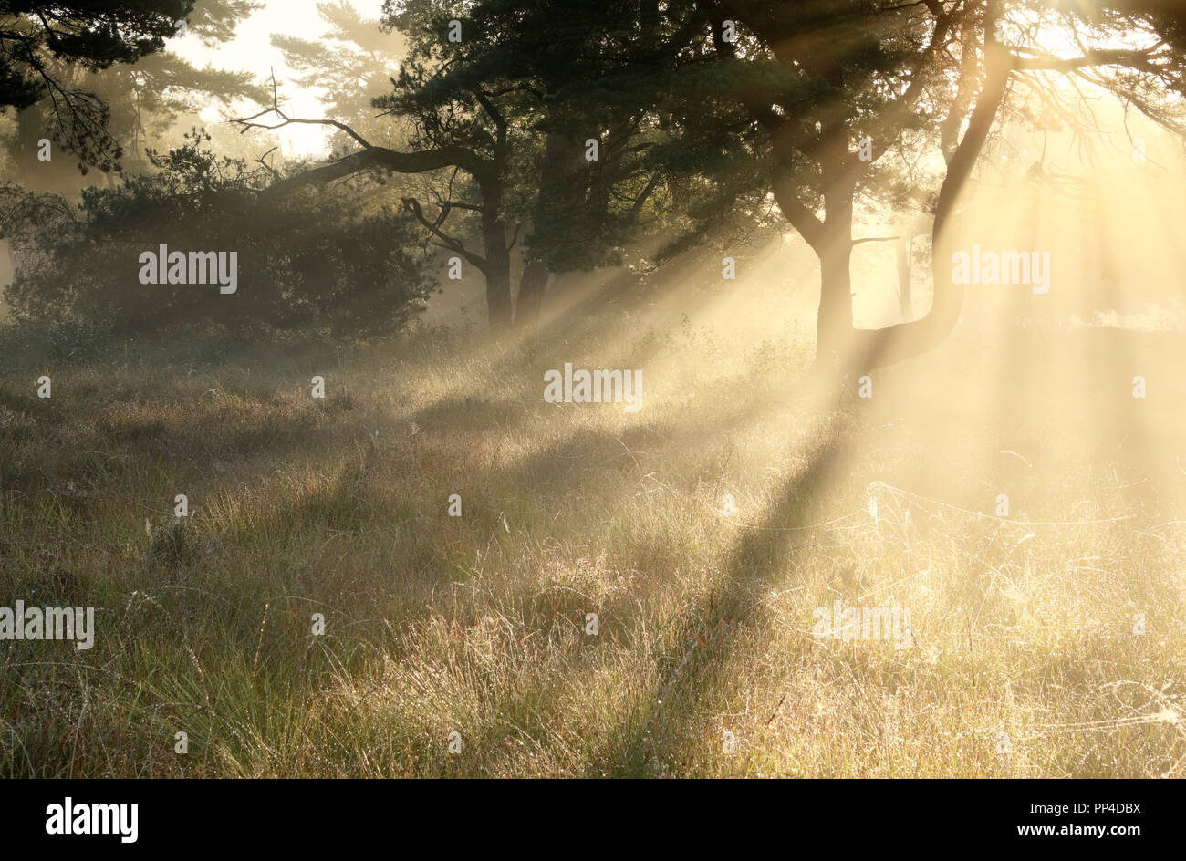 Misty spectaculaire lever du soleil et de pins en automne Banque D'Images
