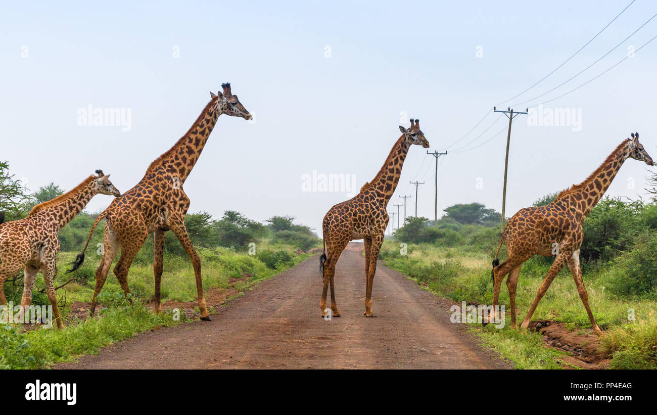 Quatre girafes traversant la rue Banque D'Images