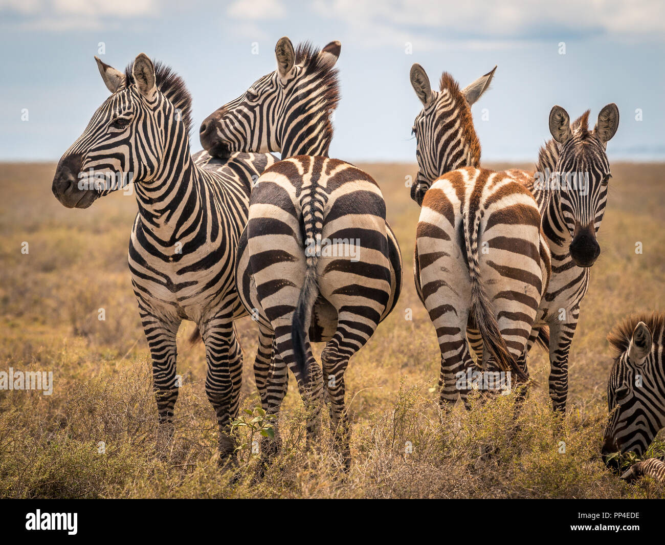 Zebra dans l'herbe, de l'habitat de la nature en Tanzanie. Scène de la faune de la nature, de l'Afrique Banque D'Images