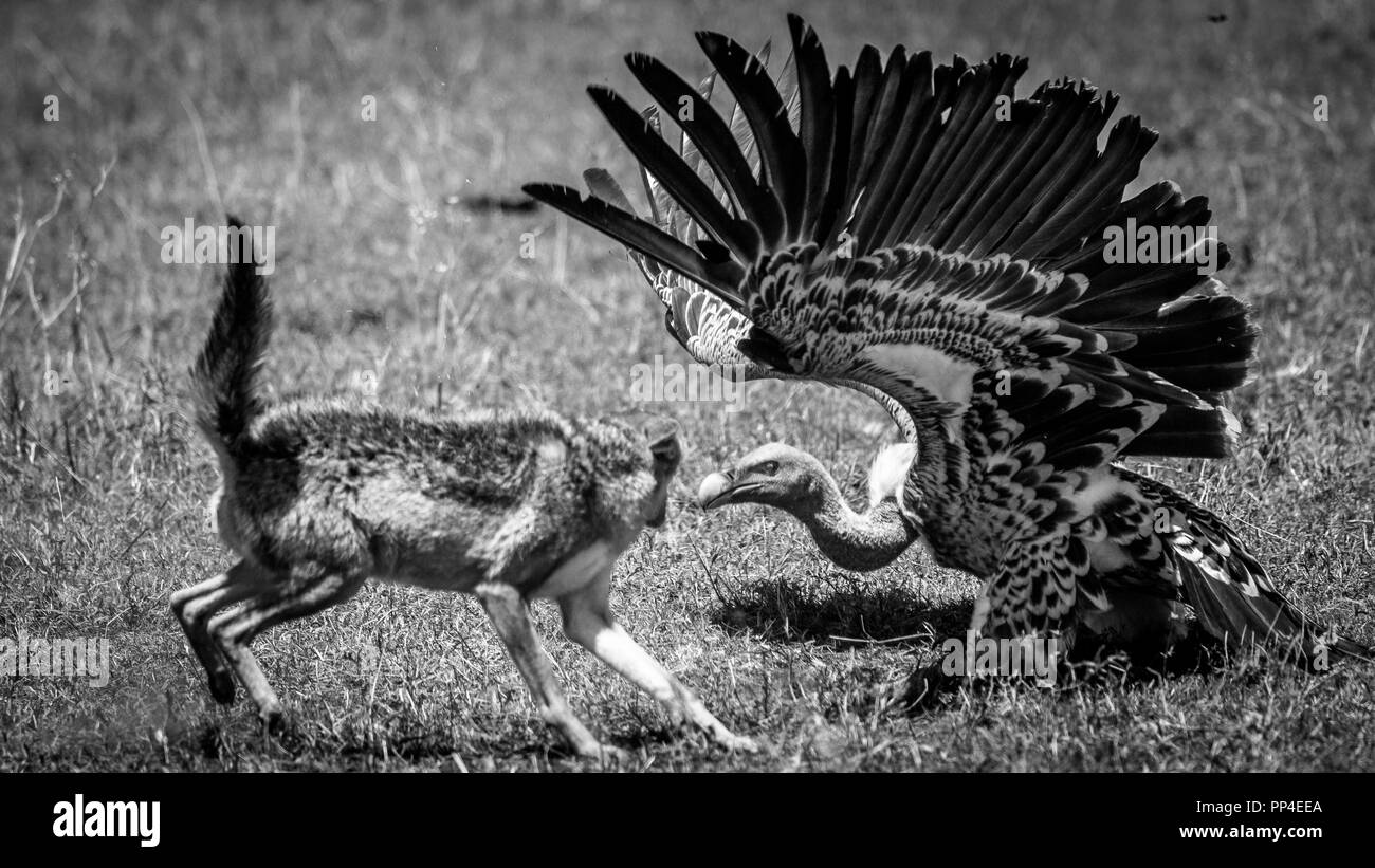 Jackal obtenir un déjeuner avec les vautours, Tanzanie Banque D'Images