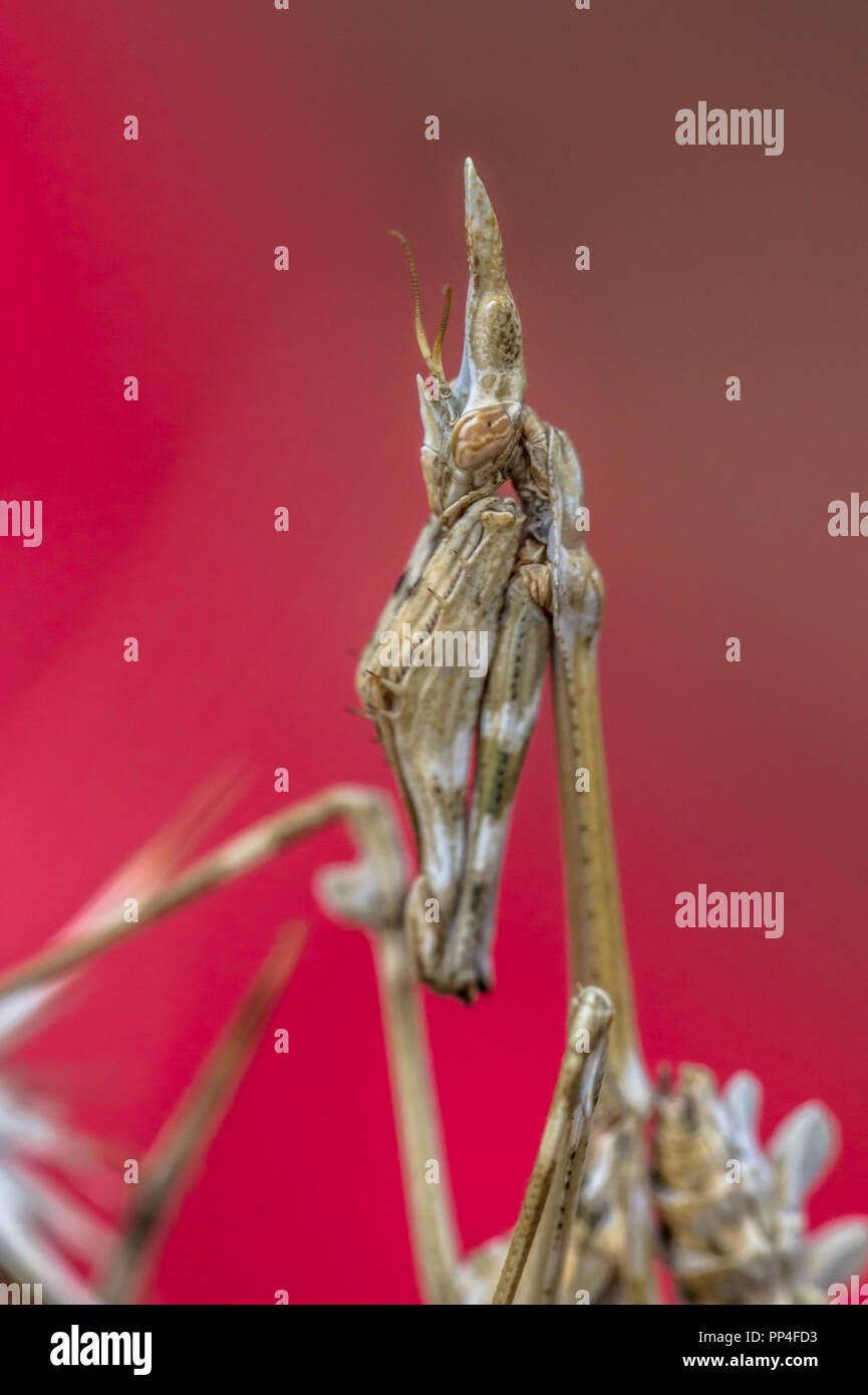 Portrait de mantis (Empusa pennata Conehead) embuscade arbustives méditerranéennes d'insectes prédateurs sur fond rouge Banque D'Images