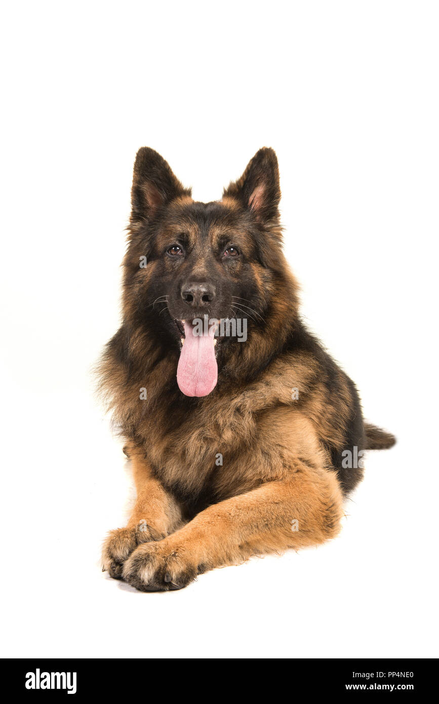Berger allemand adultes chien couché à l'appareil photo au vu de l'avant, isolé sur fond blanc Banque D'Images