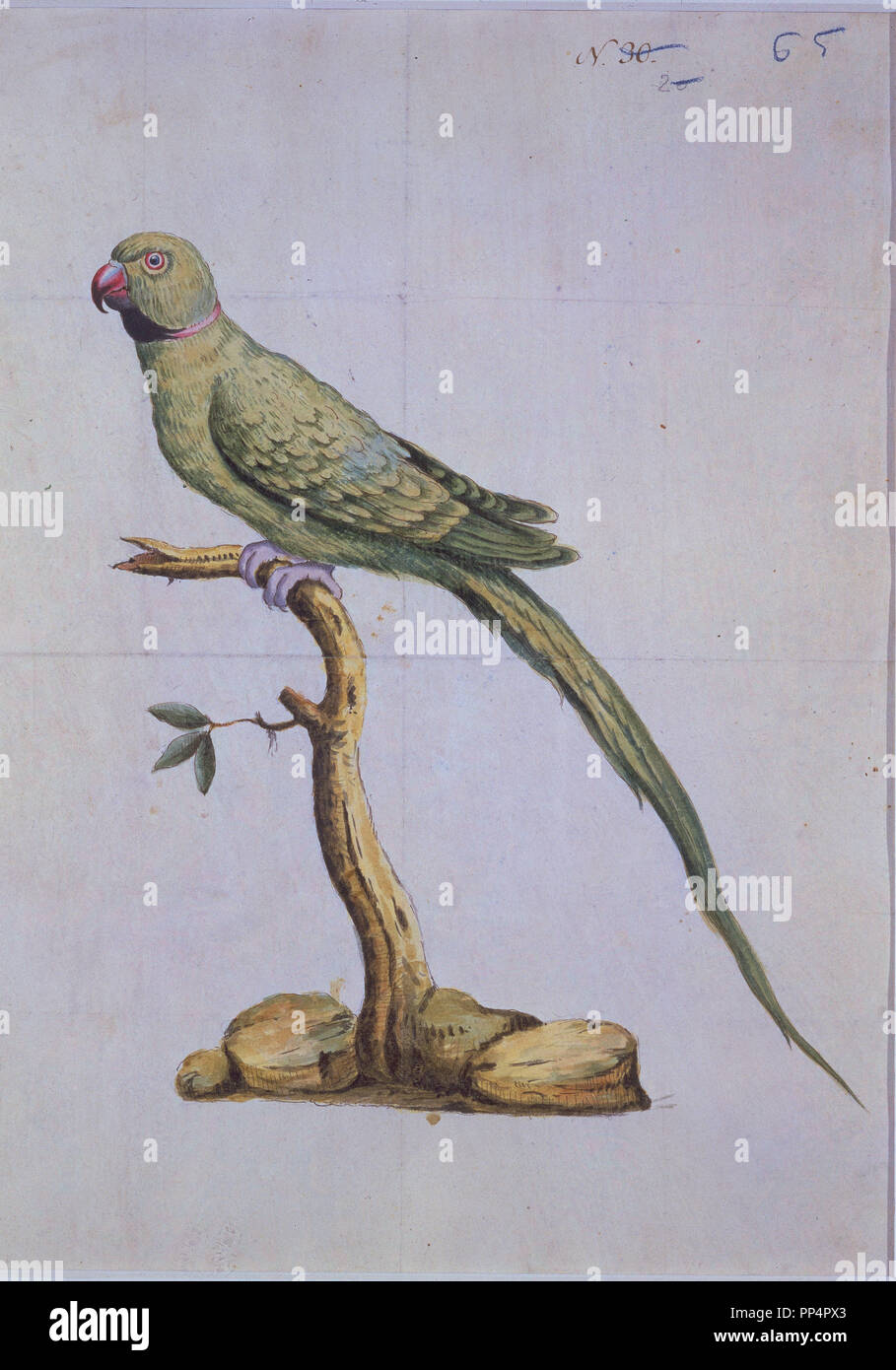 (Perroquet oiseau mexicain) - 18e siècle - expédition de Malaspina. Auteur : SURIA, TOMAS DE. Lieu : MUSÉE NAVAL / MINISTERIO DE MARINA. MADRID. L'ESPAGNE. Banque D'Images