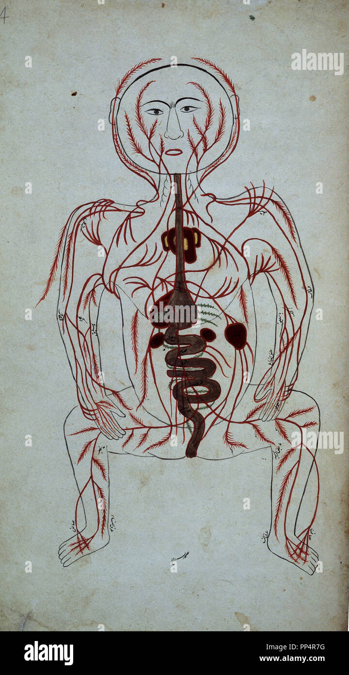 Manuscrit arabe 2296 Schéma anatomique-F 14-13ème siècle-Appareil digestif. Auteur : J-TASRIH Mansouri. Lieu : BIBLIOTHÈQUE DU BRITISH MUSEUM. Londres. L'Angleterre. Banque D'Images