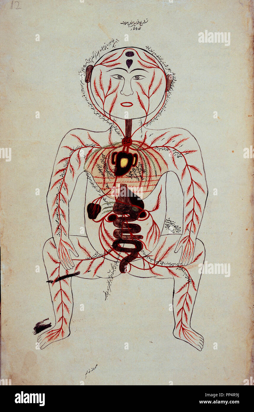 Manuscrit arabe 2296 Schéma anatomique-F 12-13 ème siècle-l'écoulement de sang. Auteur : J-TASRIH Mansouri. Lieu : BIBLIOTHÈQUE DU BRITISH MUSEUM. Londres. L'Angleterre. Banque D'Images
