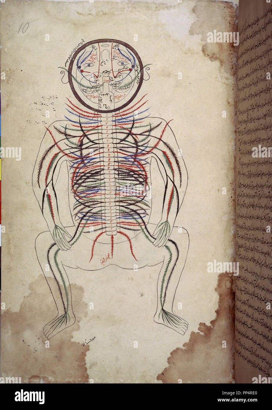 Manuscrit arabe 2296 - Schéma anatomique-F 10-terminaisons nerveuses. Auteur : J-TASRIH Mansouri. Lieu : BIBLIOTHÈQUE DU BRITISH MUSEUM. Londres. L'Angleterre. Banque D'Images