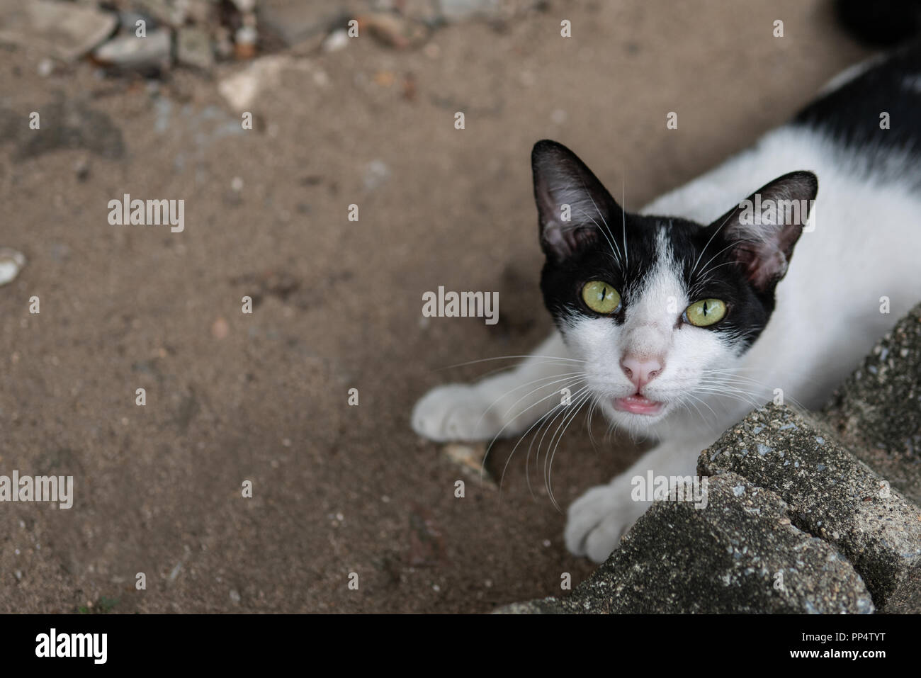 Feral Cat à la recherche à travers l'appareil photo Banque D'Images