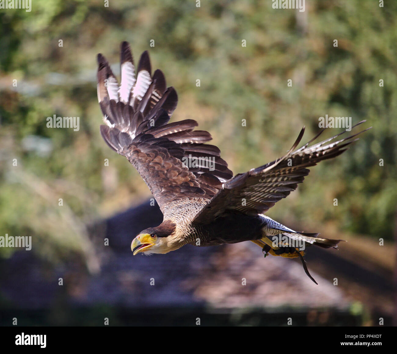 Caracara huppé en vol avec de la végétation verte à l'arrière-plan Banque D'Images