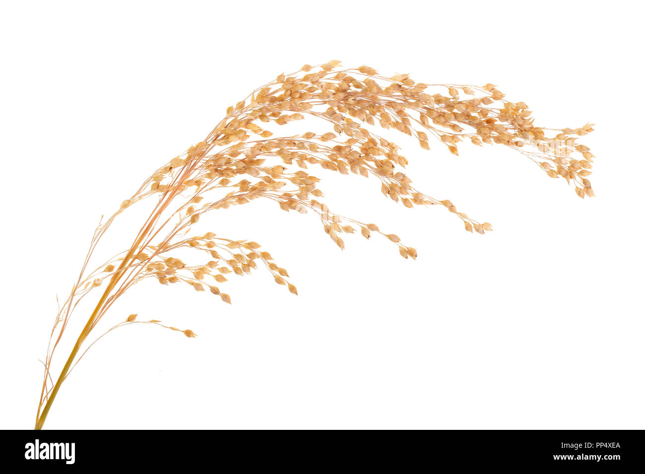 Oreille de millet isolé sur fond blanc Banque D'Images