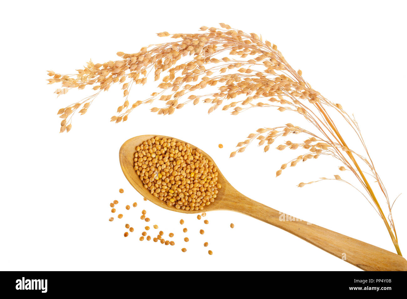 Les épis de mil et de grain en cuillère en bois isolé sur fond blanc Banque D'Images