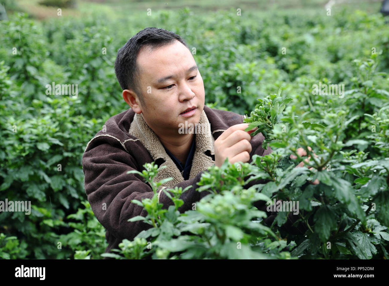 Chongqing, Chine. 23 sept 2018. Jian Yixiang vérifie les conditions de croissance des chrysanthèmes jaunes à Wood Village, Canton de Lin'e ème arrondissement Qianjiang, au sud-ouest de la municipalité de Chongqing en Chine, du 22 septembre 2018. Jian, 34 ans, est né dans le village de Chongqing. À la fin de 2009, il a quitté son emploi au centre-ville de Chongqing et retournèrent à la maison pour prendre soin de sa mère illed, au cours de laquelle il a commencé à croître tremella. Source : Xinhua/Alamy Live News Banque D'Images