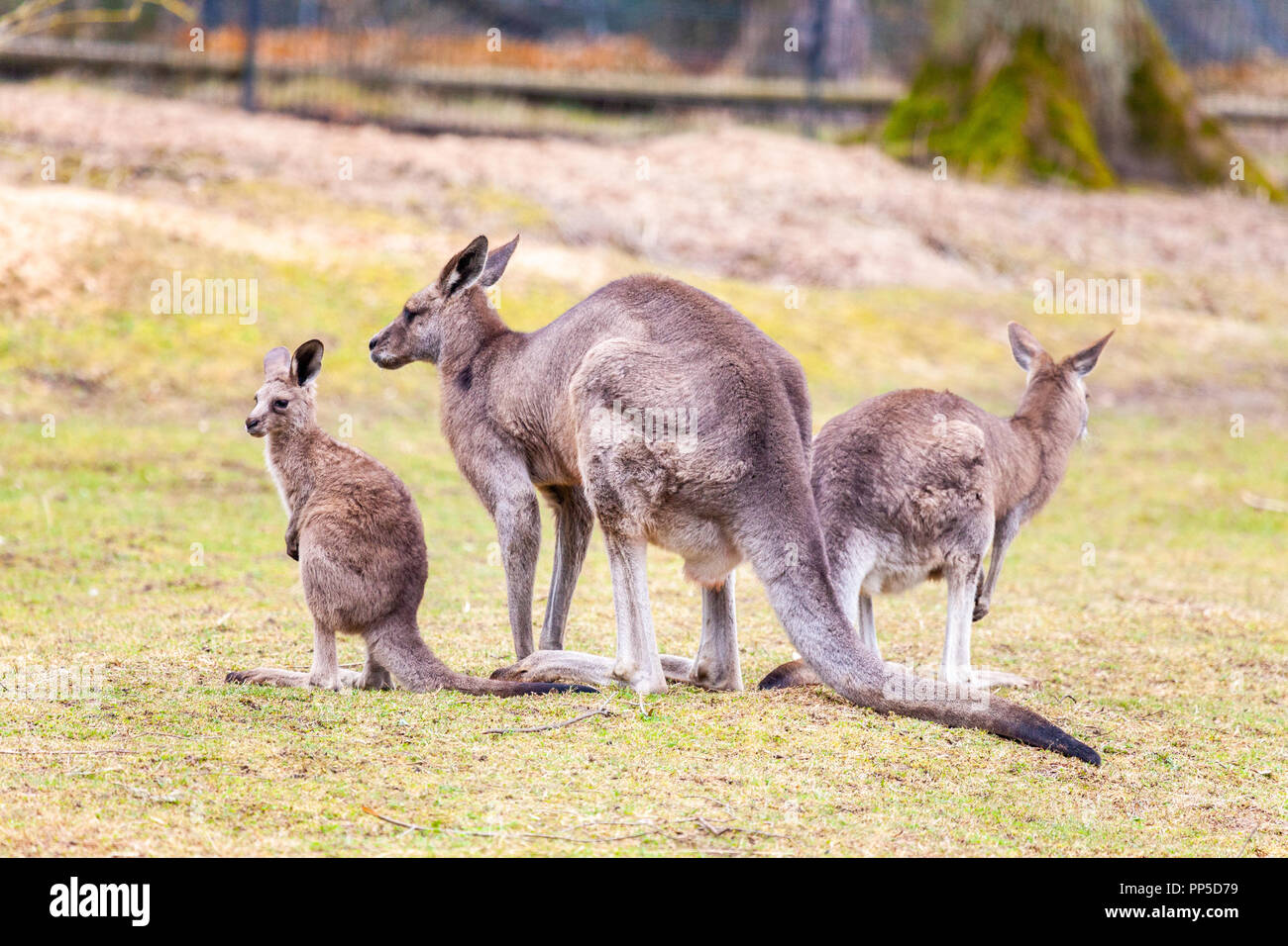 La famille kangourou sur les herbages dans un parc Banque D'Images