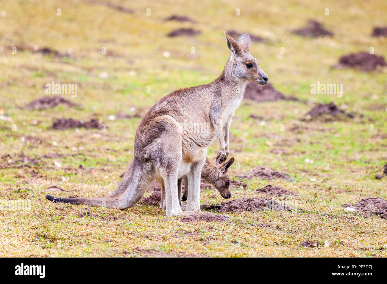 La famille kangourou sur les herbages dans un parc Banque D'Images
