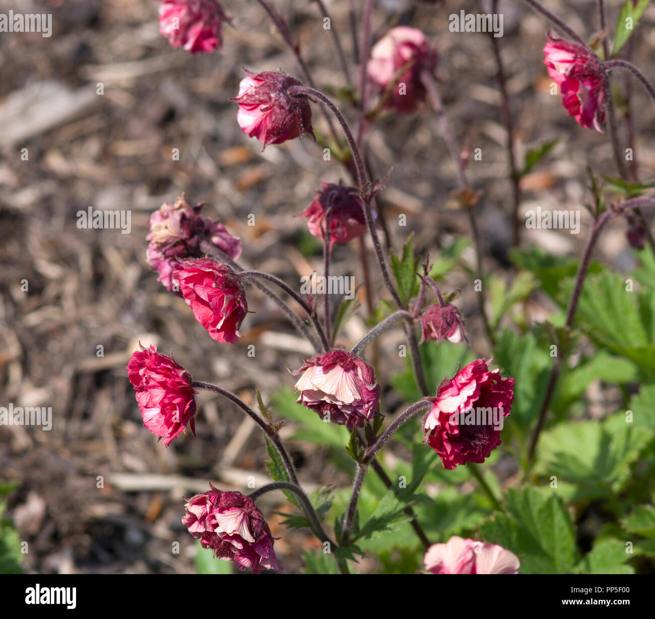 Geum jupons Rose Banque D'Images