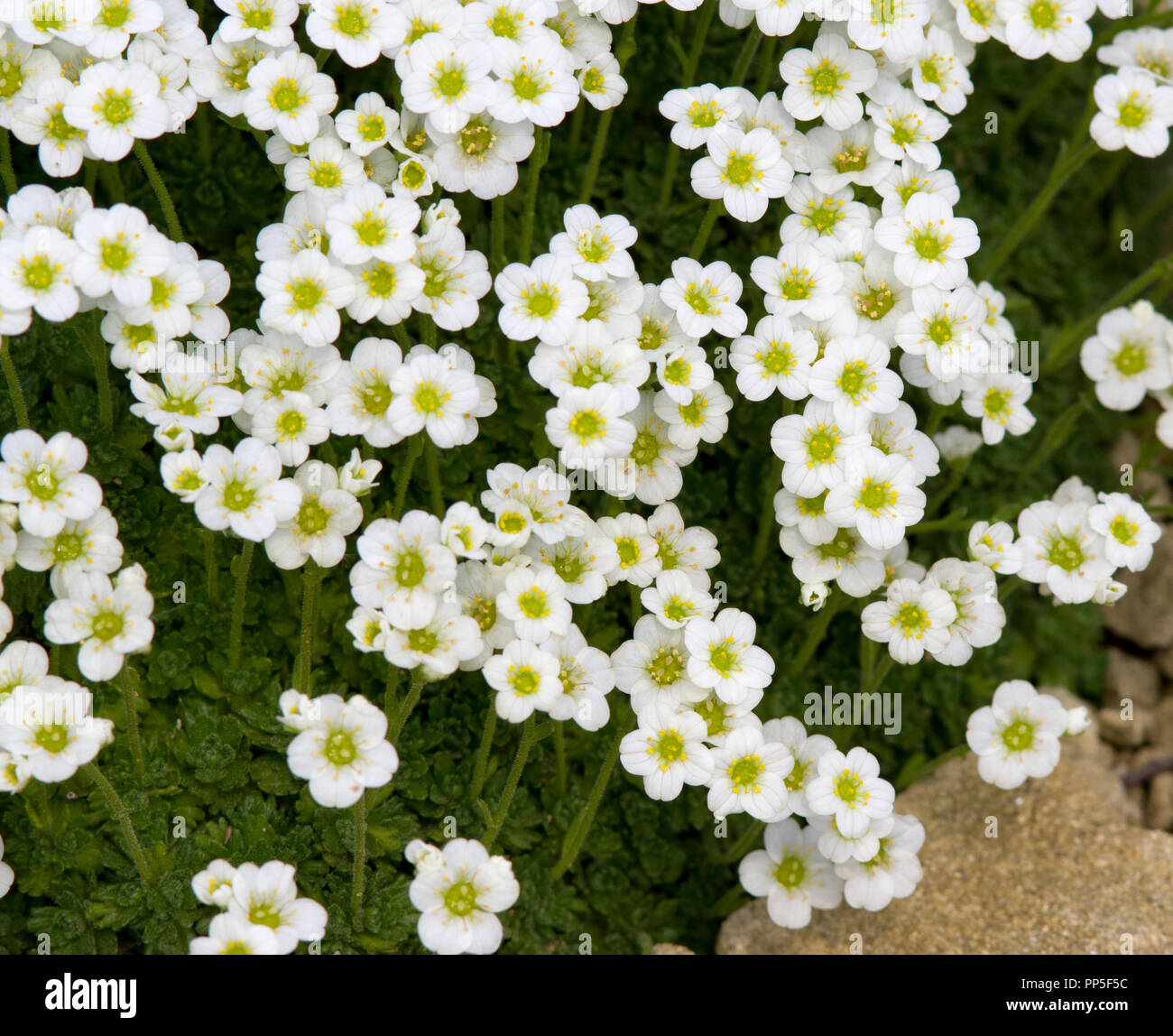 Saxifraga cebennensis Banque D'Images