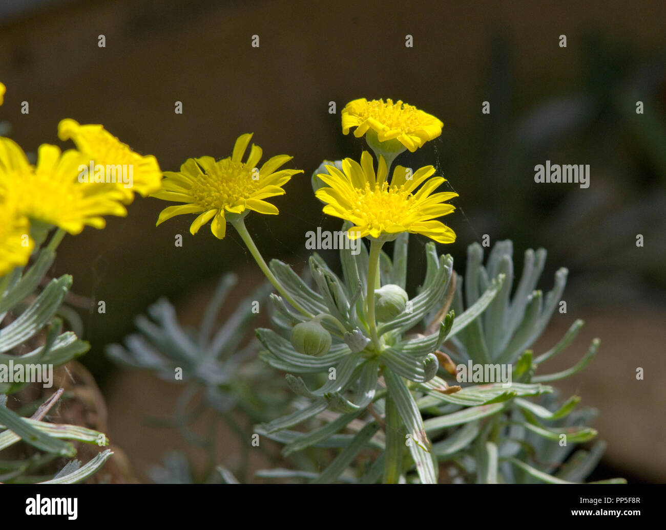 Euryops acraeus Banque D'Images