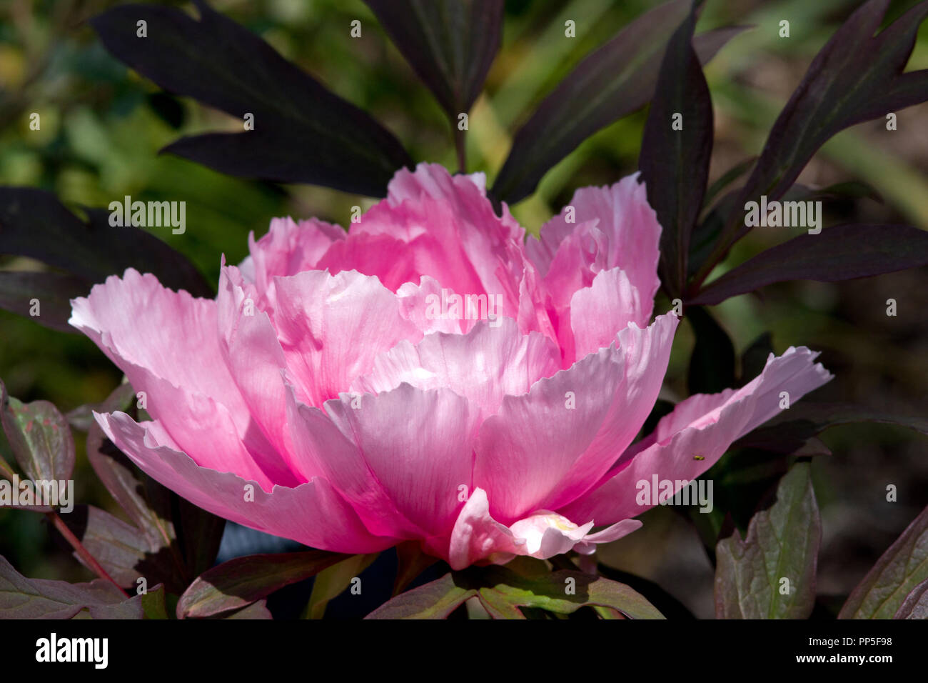 Paeonia suffruticosa 'yachiyo-tsubaki' Banque D'Images