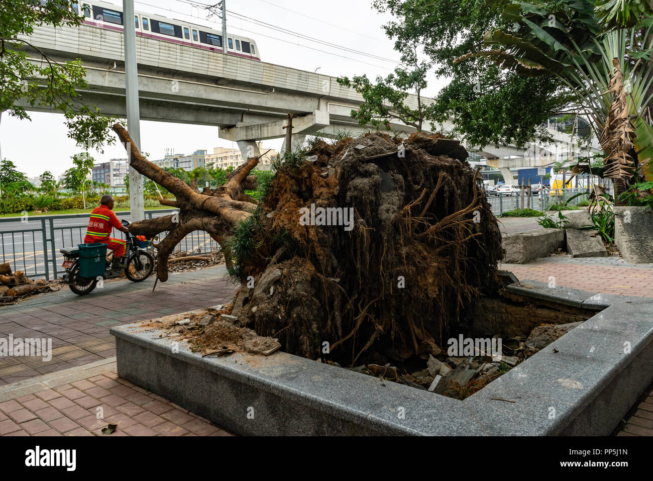 Arbre déraciné bloque trottoir comme Typhon Mangkhut provoque la destruction comme cette arbre tombé dans le sud de la Chine qui a été coupé à trottoir clair Banque D'Images