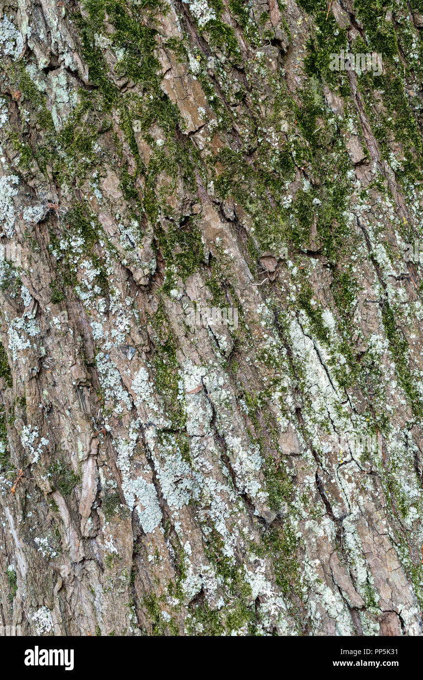 De lichen et de mousse sur l'écorce des arbres Banque D'Images