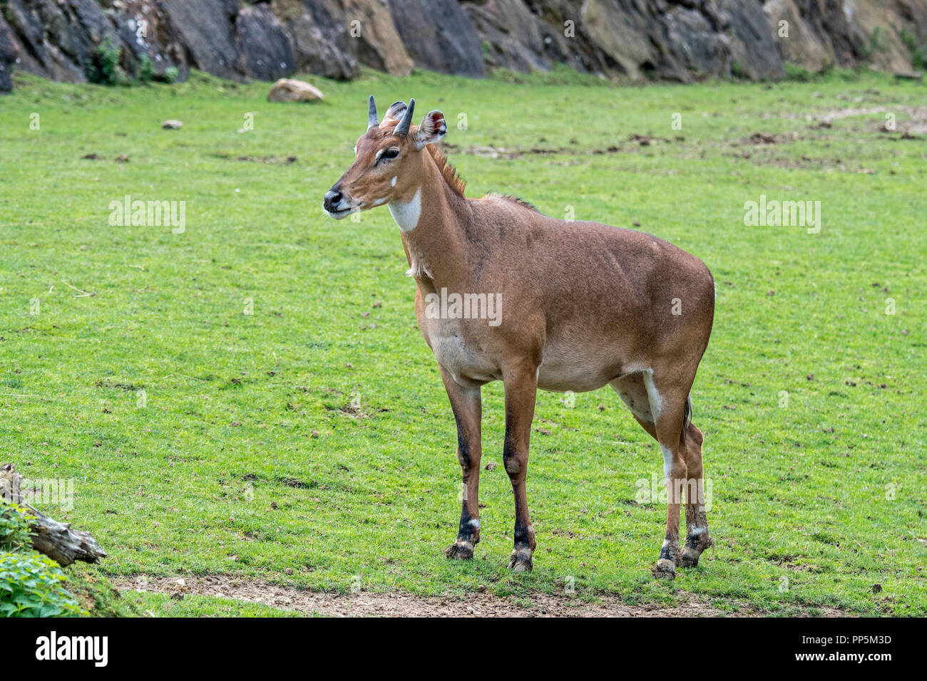 Nilgai / blue bull (Boselaphus tragocamelus) plus grande antilope d'Asie et est endémique à l'Inde Banque D'Images