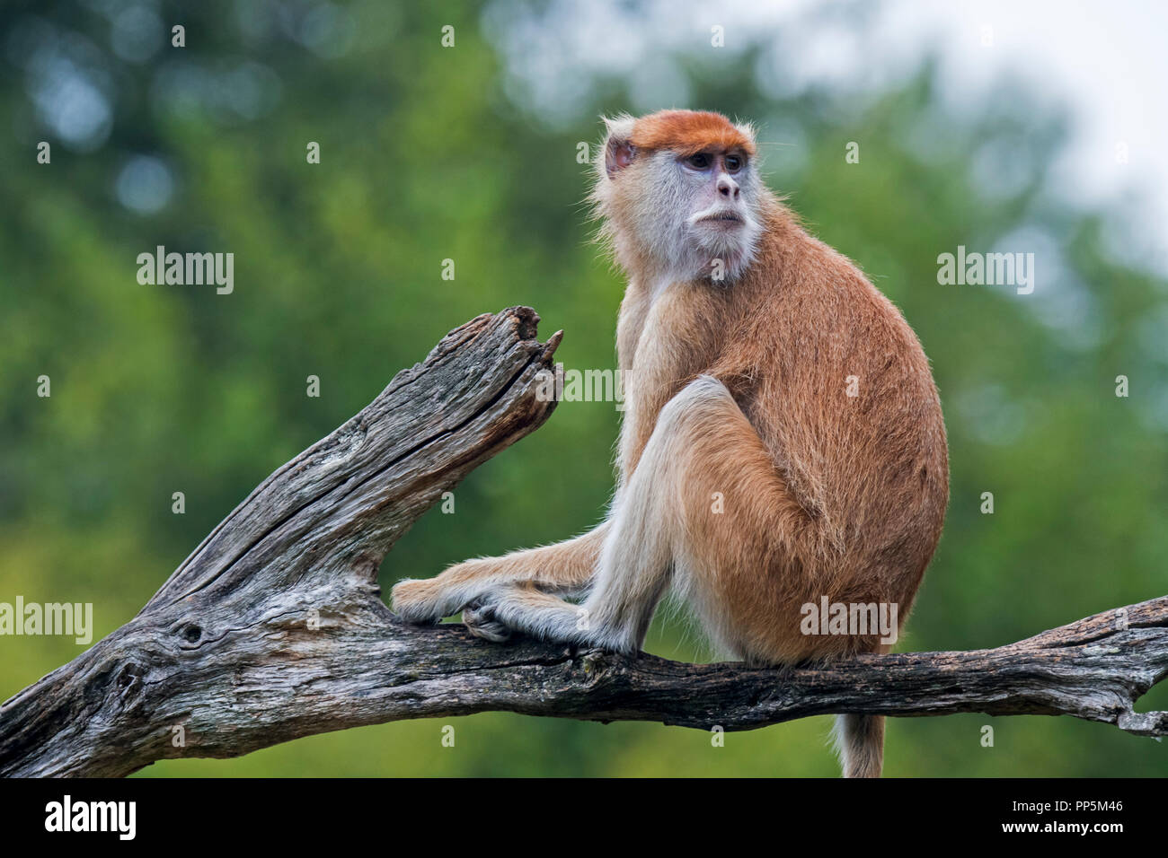 Patas monkey / wadi / singe singe hussar (Erythrocebus patas) indigènes de l'Afrique de l'Ouest et Banque D'Images