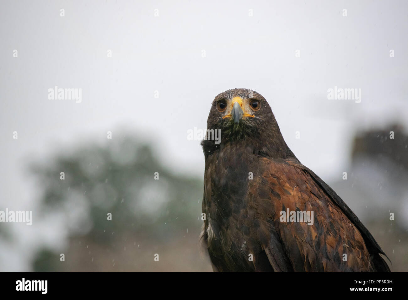 Harris Hawk Banque D'Images