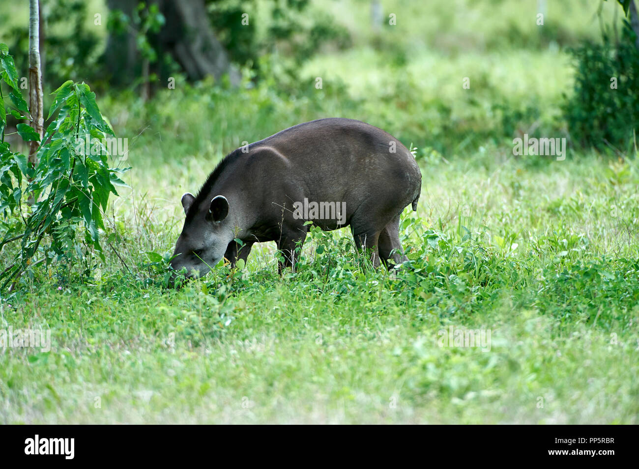 Tapir (Tapirus terrestris brésilien) d'Amérique du Sud, Tapir AKA Le Pantanal, Mato Grosso, Brésil Banque D'Images