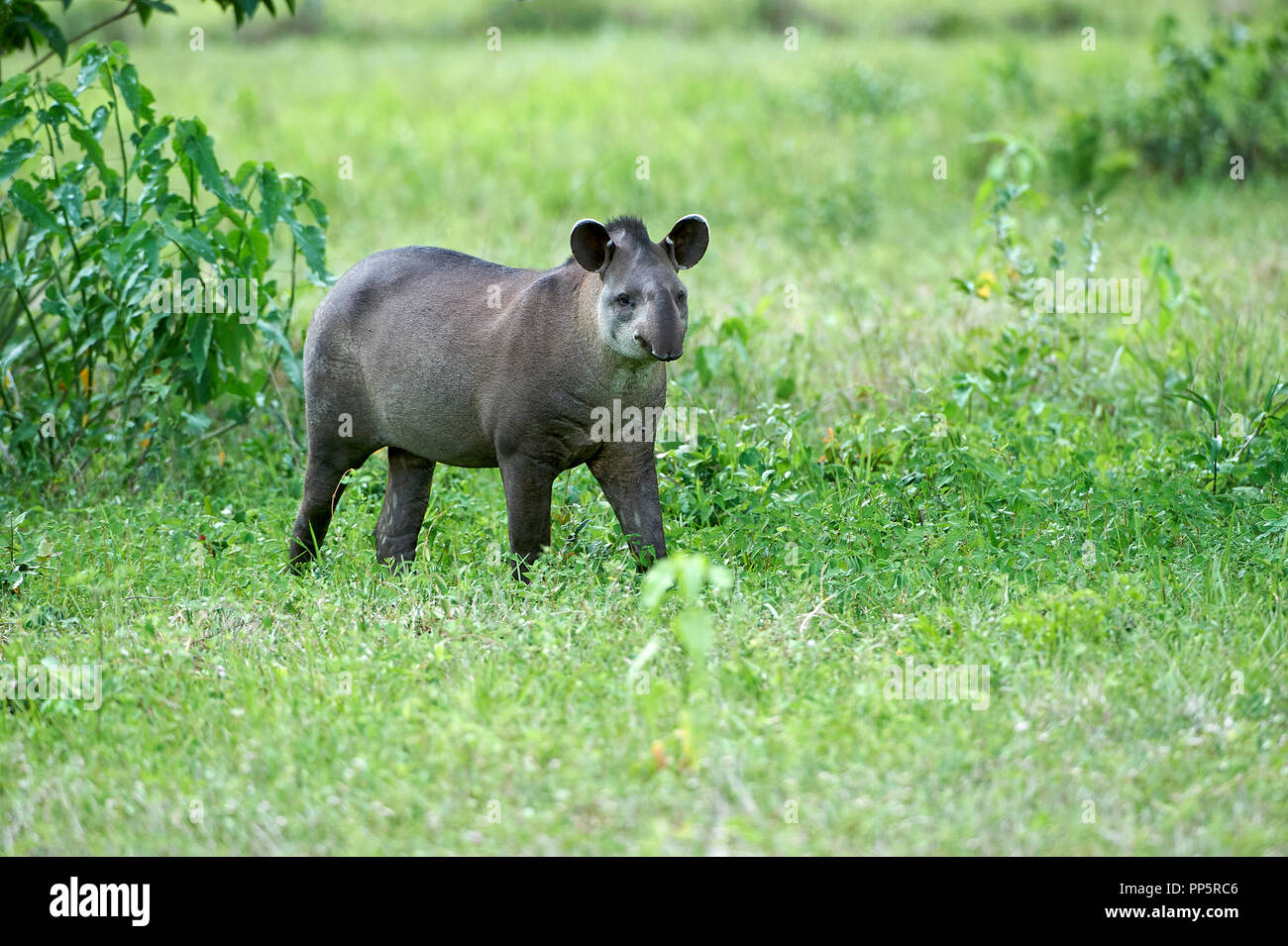 Tapir (Tapirus terrestris brésilien) d'Amérique du Sud, Tapir AKA Le Pantanal, Mato Grosso, Brésil Banque D'Images