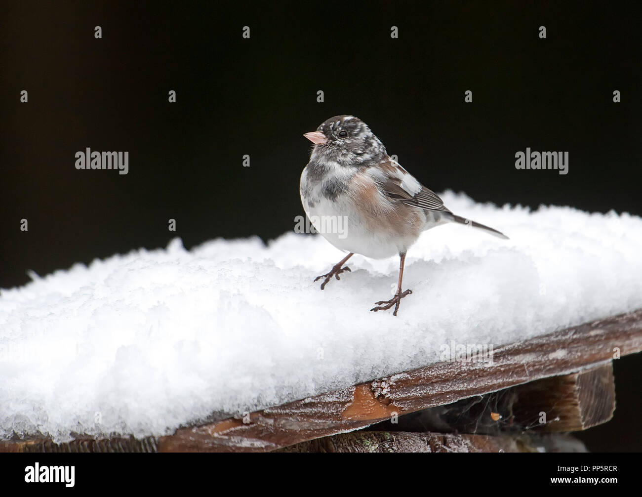 Le Junco ardoisé (Junco hyemalis) Variante leucistic perché dans la neige, Gabriola, BC, Canada Banque D'Images