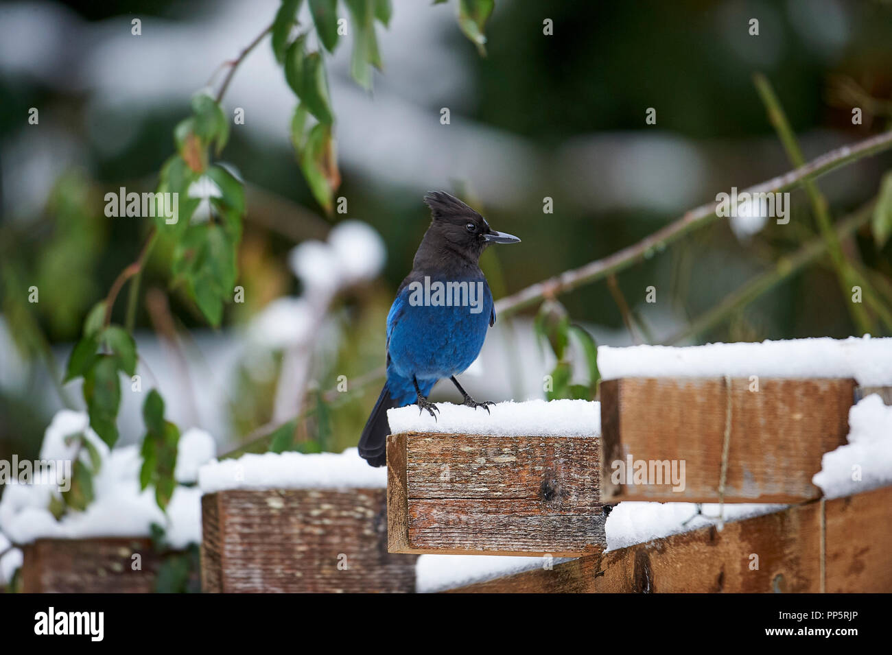 Le Geai de Steller (Cyanocitta stelleri) perché dans la neige, Gabriola, BC, Canada Banque D'Images