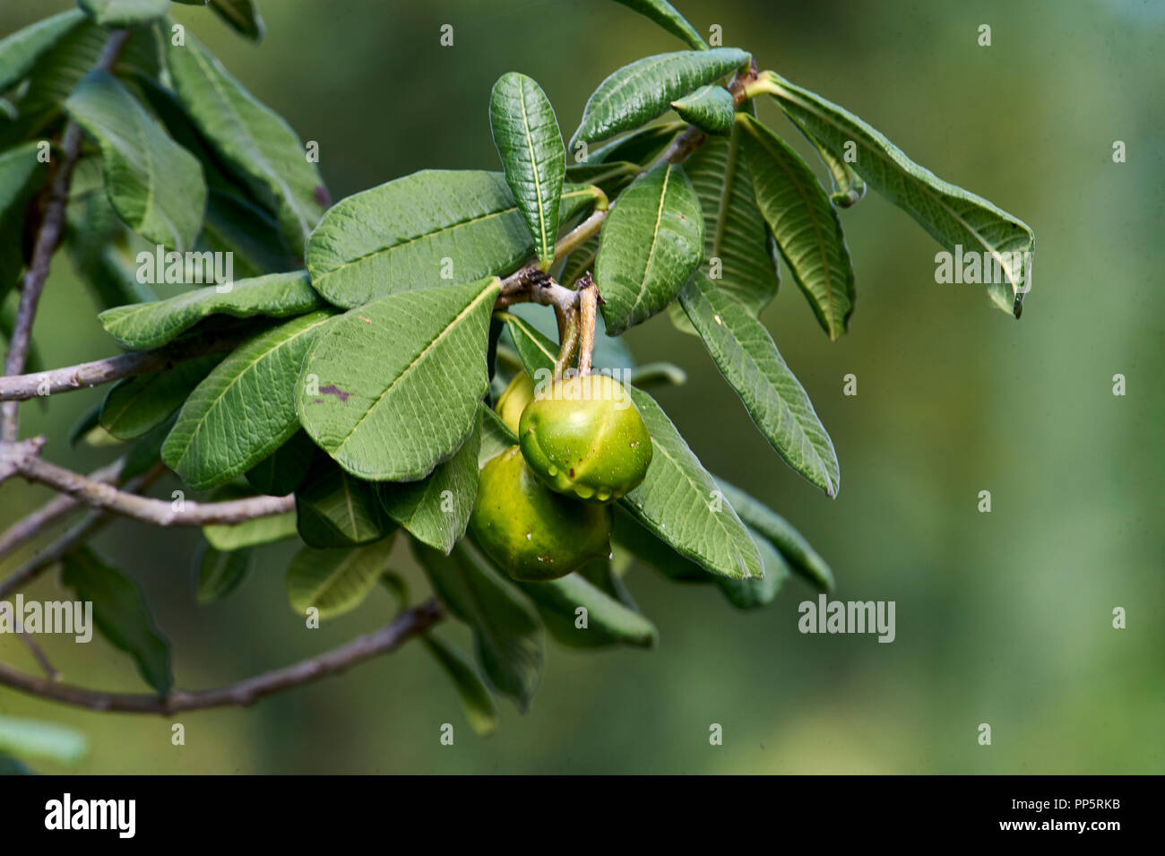 Fruits coing non mûres sur arbre qui grandit dans la Sierra de San Juan Cosala collines surplombant le lac de Chapala, Jalisco, Mexique Banque D'Images