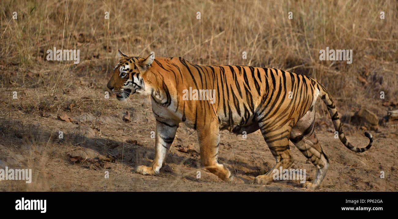 Les tigres de Tadoba (Maya, Matkasur, Tara Koyel) National Park, Inde Banque D'Images