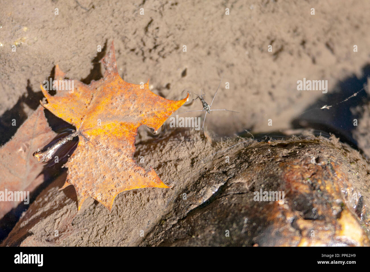 Une feuille d'automne se trouve submergé à côté d'un bug sur l'eau ...