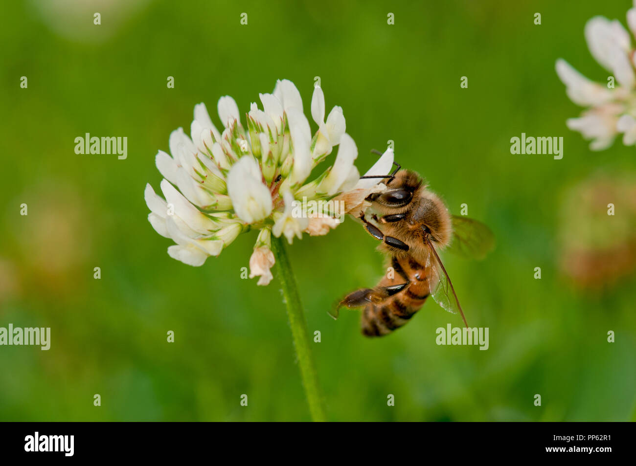 Abeille domestique (Apis mellifera) se nourrissant de trèfle (Trifolium sp.) sur une pelouse, à Boise, Idaho, USA Banque D'Images