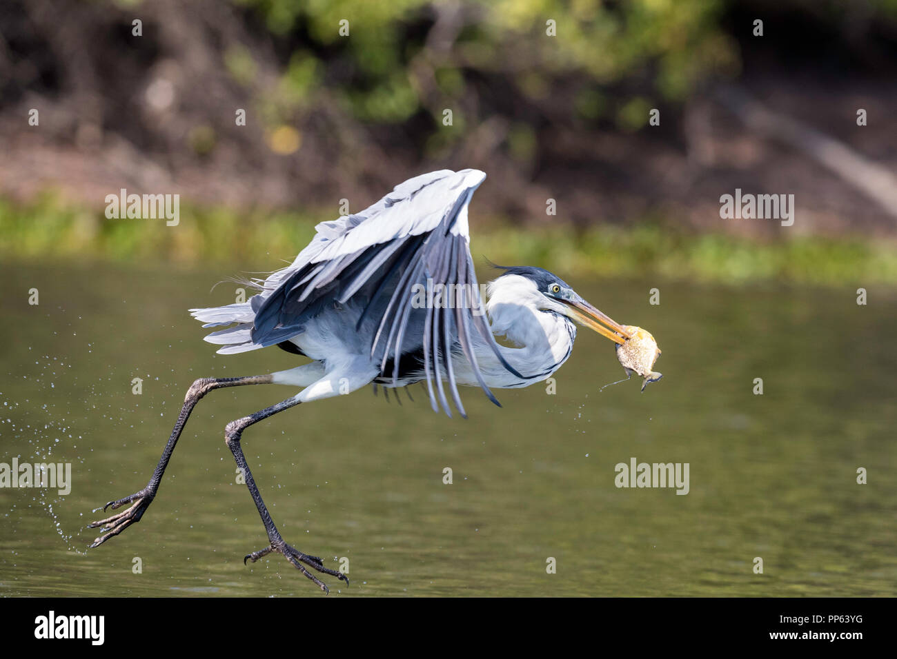 Un adulte cocoi Héron, Ardea cocoi, pêche. Pousado Rio Claro, Mato Grosso, Brésil. Banque D'Images