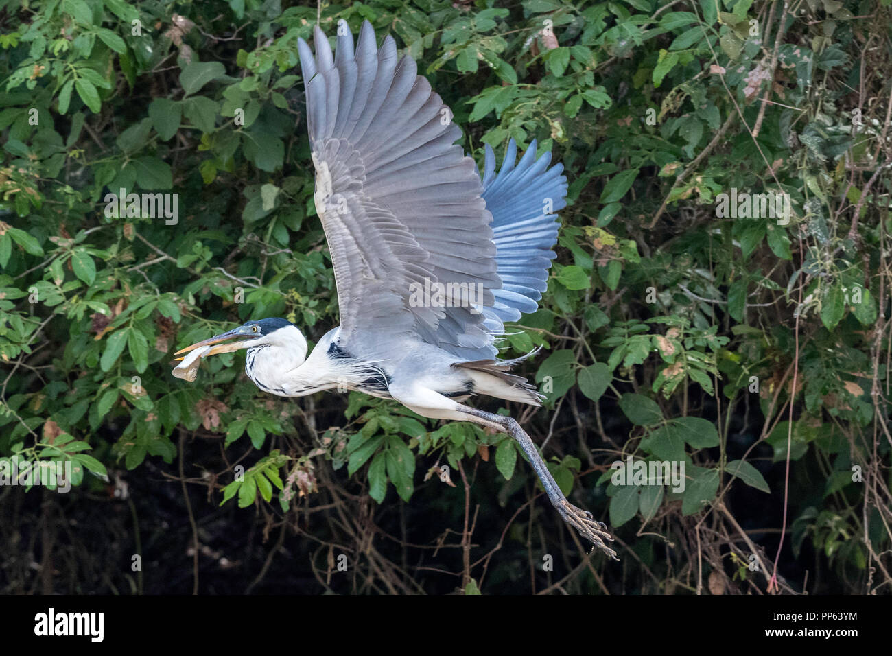 Un adulte cocoi Héron, Ardea cocoi, avec poissons, Porto Jofre, Pantanal, Mato Grosso, Brésil. Banque D'Images