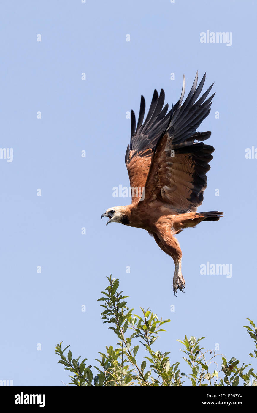 Black-adultes (Busarellus nigricollis), Pousado Rio Claro, Mato Grosso, Brésil. Banque D'Images
