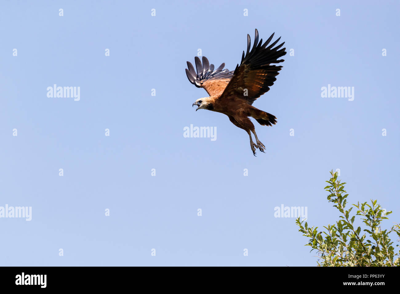 Black-avec espace pour copier, Busarellus nigricollis, Pousado Rio Claro, Mato Grosso, Brésil. Banque D'Images