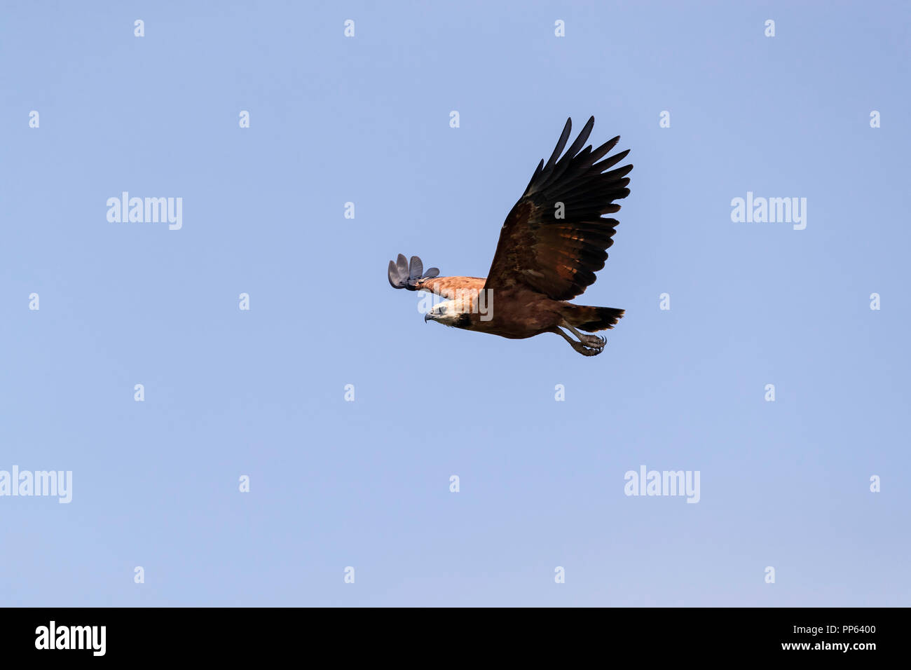 Black-adultes (Busarellus nigricollis), contre le ciel bleu avec des prix à la récolte ou copier, Pousado Rio Claro, Mato Grosso, Brésil. Banque D'Images
