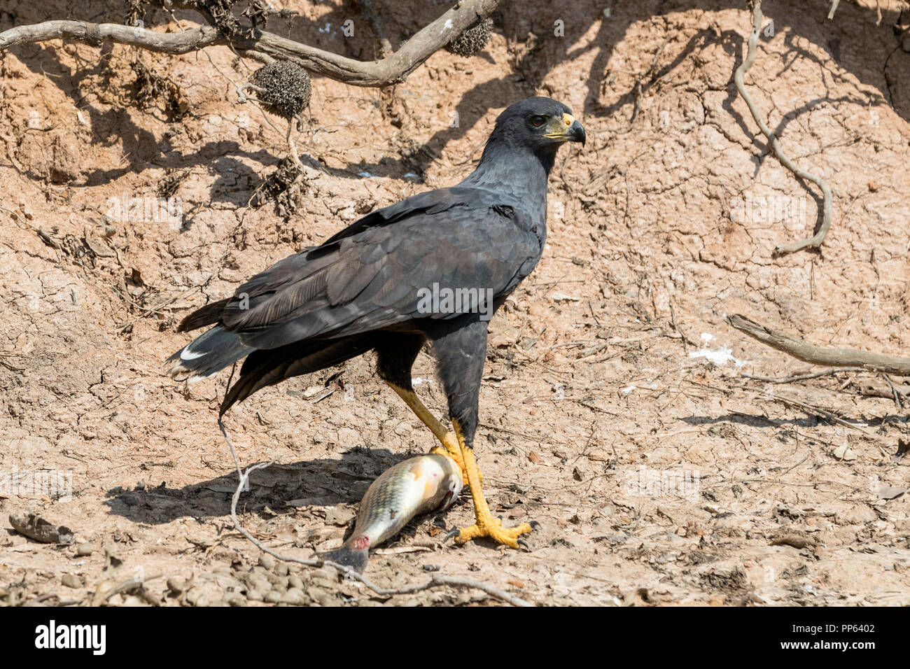 Un adulte grand Black Hawk, Buteogallus urubitinga, avec poissons, Pousado Rio Claro, Brésil. Banque D'Images