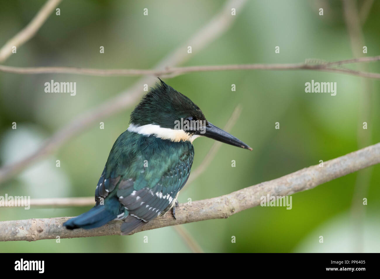 Un homme adulte green (Chloroceryle americana), par derrière, Porto Jofre, Pantanal, Mato Grosso, Brésil. Banque D'Images