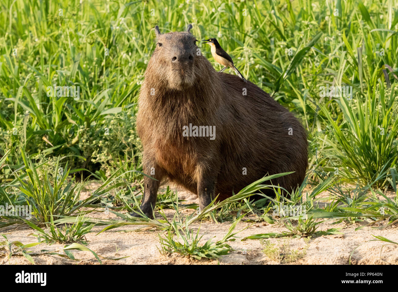 Un adulte capybara, Hydrochoerus hydrochaeris, avec un, donacobius Donacobius atricapilla, au Brésil. Banque D'Images