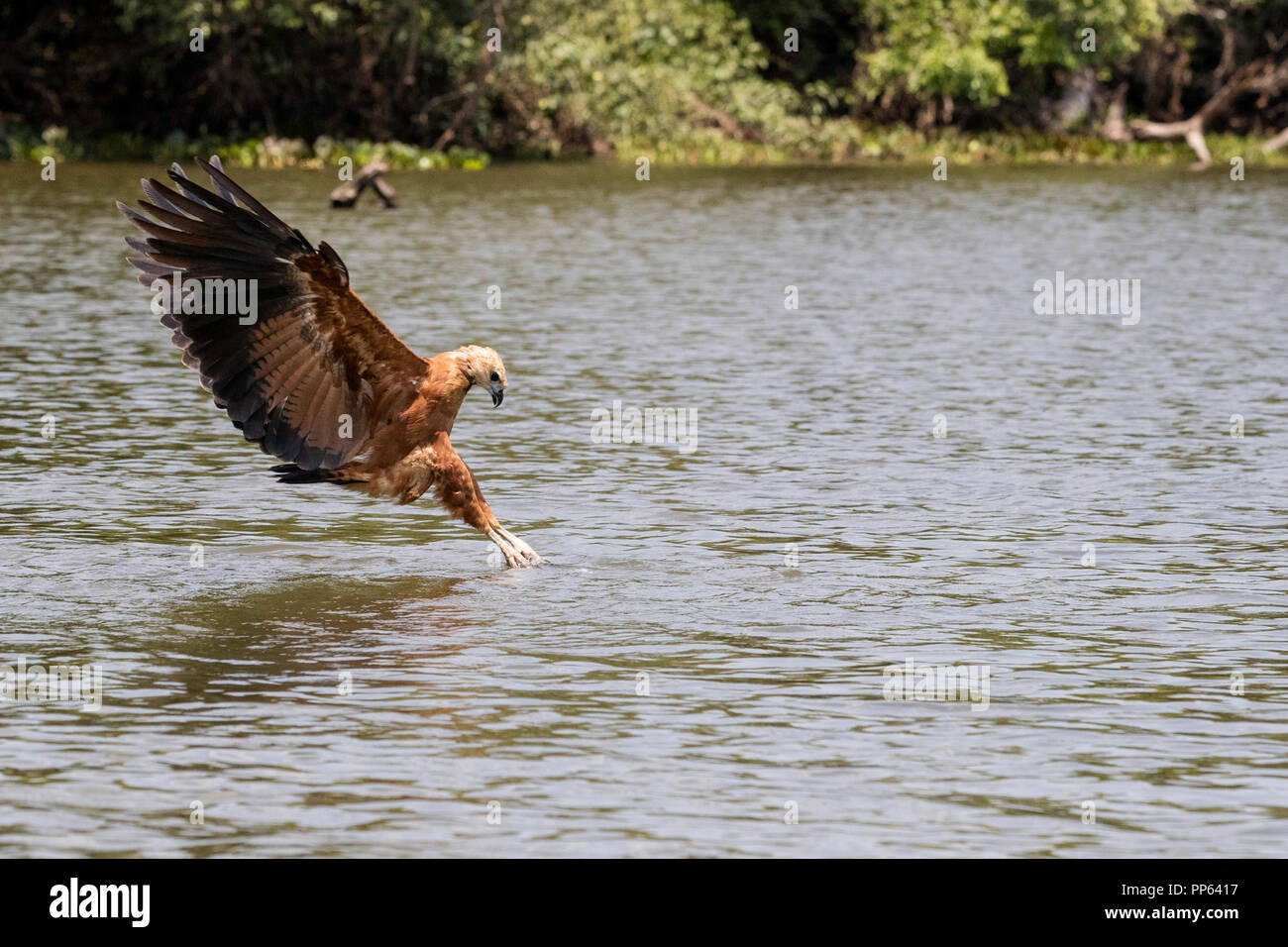 Un adulte-noir, Busarellus nigricollis, pêche à Pousado Rio Claro, Mato Grosso, Brésil. Banque D'Images