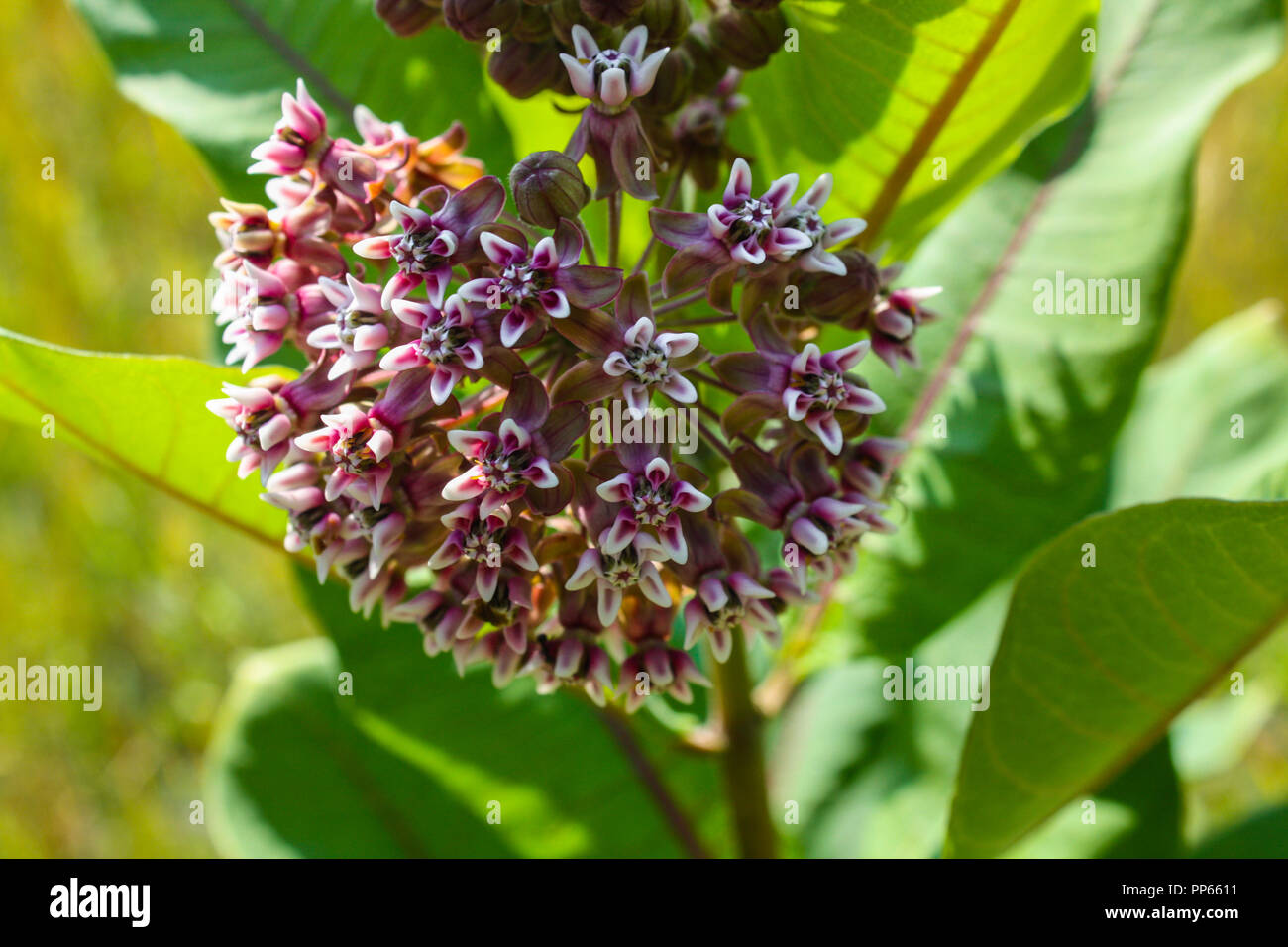 L'asclépiade commune en fleurs ou fleur papillon close up, colorées et vives, des plantes dans le milieu naturel. Banque D'Images