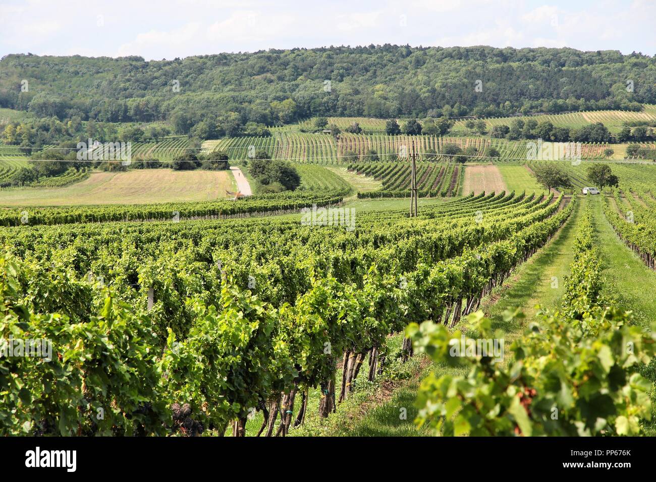 Le Burgenland, Autriche - région viticole. Vignoble en été. Banque D'Images