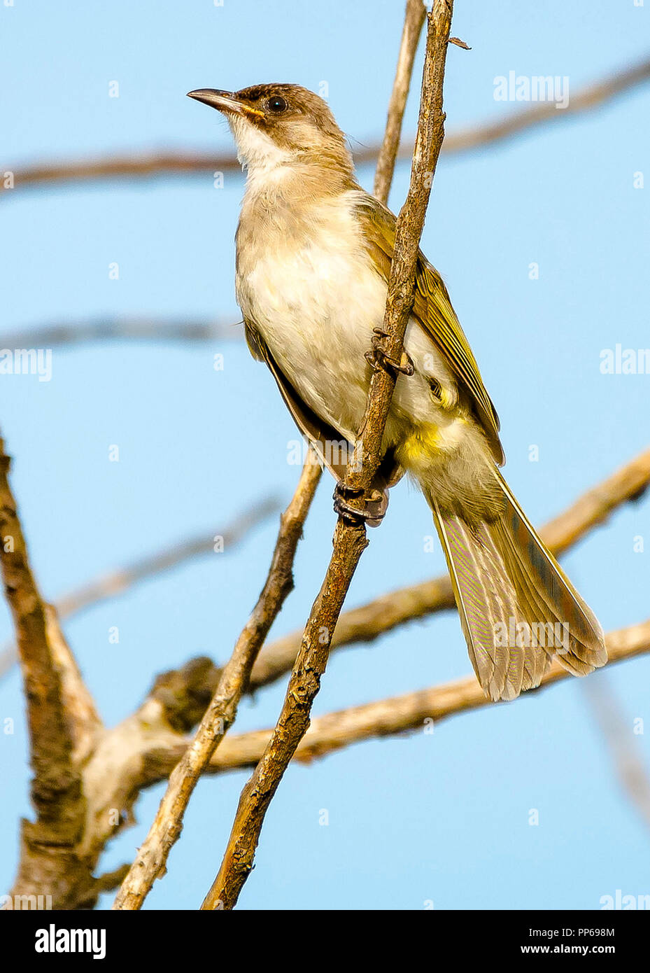 Bulbul à un puit de lumière Banque D'Images