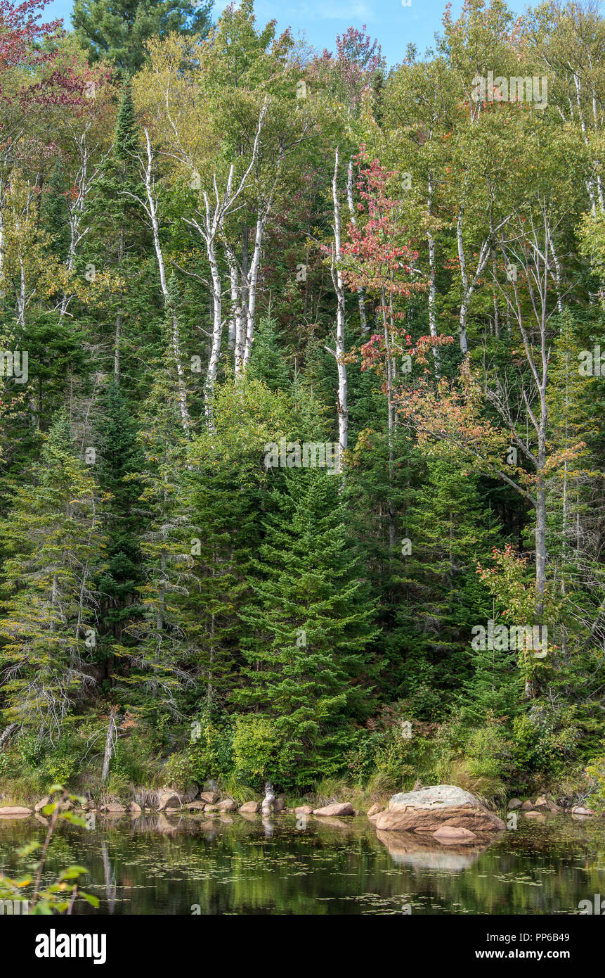 Vue de Bloomingdale tourbière dans la région de Saranac Lake NY Banque D'Images